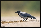 Bonte Kraai, Hooded Crow, Corvus cornix Location: Jaegersborg, Denmark bonte kraai MG 0997 kopie